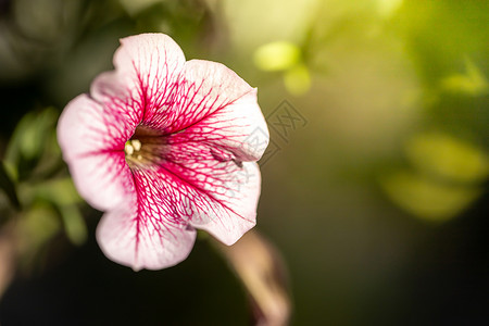 五颜六色的花的背景图片植物群宏观粉色生长花瓣季节花束植物紫色背景图片
