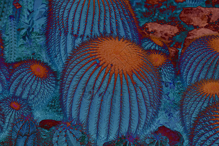 蓝色和红色的抽象仙人掌纹理背景植物背景图片