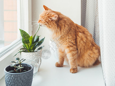 嗅嗅可爱的姜猫在室内嗅植物 有景天树和虎尾兰的花盆 毛茸茸的宠物闻到白色窗台上的多汁植物 和平的植物学爱好 在家园艺猫科肉质猫咪树叶背景