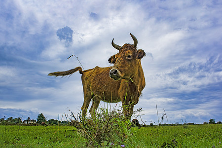 红牛在绿地和阴云的天空的背景背景图片
