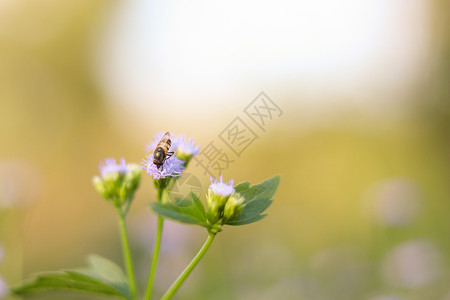 蜜蜂环绕着浅紫色花团飞翔宏观季节昆虫花园植物群野生动物叶子生活场地橙子背景图片