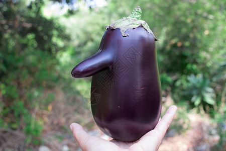 有趣的紫色新鲜天然有机蔬菜茄子 手握长鼻子的长鼻子背景图片