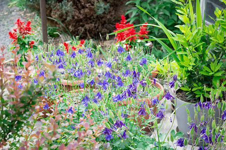 小淡蓝色和红色花园花的花卉背景背景图片