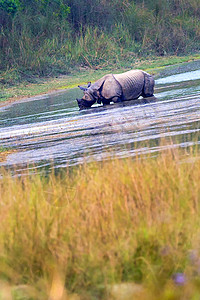 独角犀牛野生野生动物濒危动物学多样性食草动物保护保护区森林避难所湿地背景