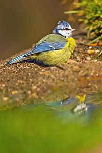 蓝色提特 帕鲁斯卡埃鲁勒乌斯避难所动物生物生态池塘森林观鸟者野生动物洗澡环境保护背景