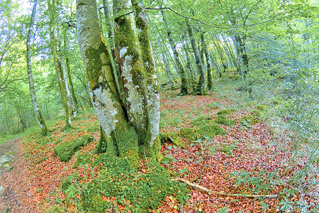 瓦尔德雷霍自然公园森林景观高清图片