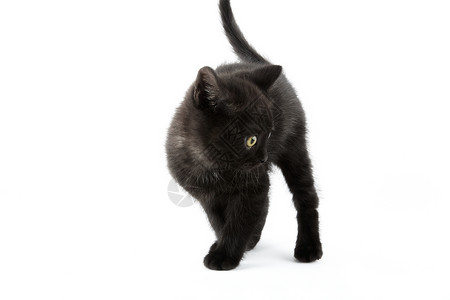 小黑英国短发小猫 孤立在白色背景上摄影家猫宠物家畜黑色动物食肉短毛纯种猫俏皮背景图片