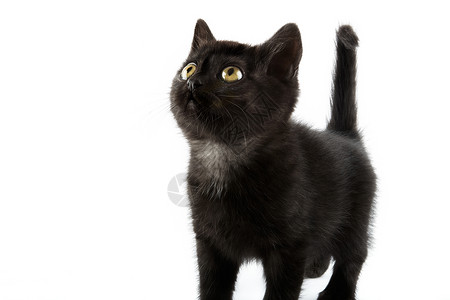 小黑英国短发小猫 孤立在白色背景上俏皮宠物动物短毛食肉家畜纯种猫黑色摄影水平背景图片