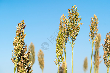 高梁或米粉剂蓝色天空收成糯米场地小麦植物面粉种植园高粱蓝天叶子背景图片