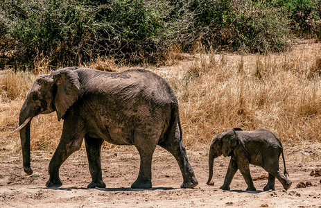 季小象非洲大象 - 行走的妈妈和婴儿 - 坦桑尼亚背景