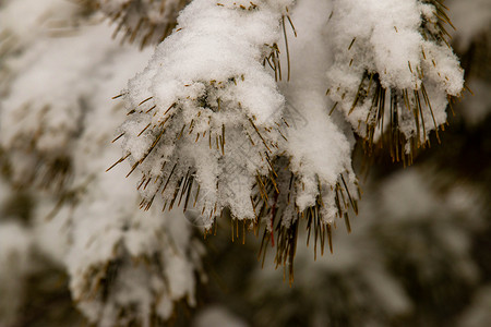 一棵松树上积雪的照片野花花园枝条种子中性色叶子树枝植物群树木树叶背景图片