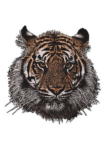 虎头矢量图荒野卡通片动物园丛林插图老虎国王条纹捕食者吉祥物背景图片