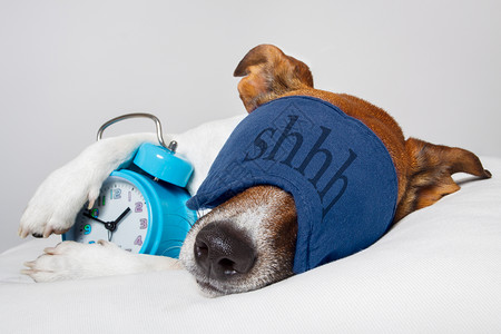 带闹钟和安睡面具的狗婴儿医院小时枕头小狗小憩动物睡眠戒指宠物背景图片