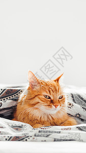 拷贝隐藏素材可爱的姜猫躺在床上的毯子下 毛茸茸的宠物舒适地入睡 与拷贝空间的舒适家庭背景猫咪就寝小猫哺乳动物时间动物氛围阳光毛皮瞌睡背景