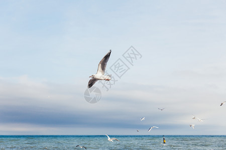 骚动海堤上的海鸥 海上飞鸟 雅尔塔 克里米亚背景