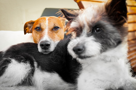 爱狗中的狗恋人蜜月幸福夫妻小狗宠物宿醉猎犬忠诚朋友高清图片