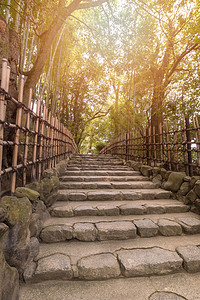 在日本京都的日式花园 秋天美丽的自然竹子园区背景图片