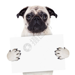 拿着横幅小狗标牌条旗狗卡片犬类哈巴狗宠物标语小狗框架白色海报拳击手背景