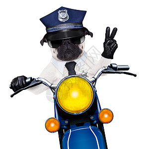 警用摩托车有趣的哈巴狗高清图片
