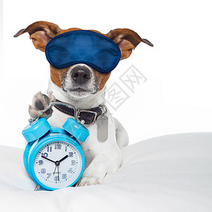 带闹钟和安睡面具的狗犬类苏醒睡眠小狗医院猎犬时间枕头唤醒小时背景图片