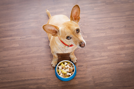 奇瓦瓦州带食物碗的饥饿狗犬类小狗饮食盘子午餐营养重量宠物早餐猎犬背景
