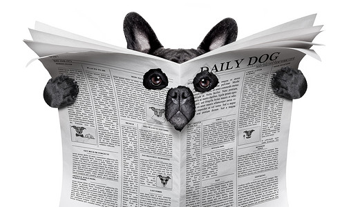 阅读报纸的间谍狗动物文学打印隐藏邮政小册子眼泪眼睛杂志出版物背景图片