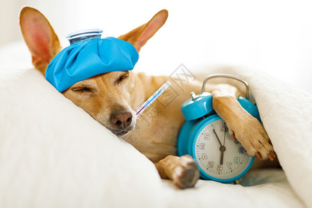 床内有病或生病的狗睡觉医院温度宠物治愈病人温度计哈巴狗伤害兽医背景图片