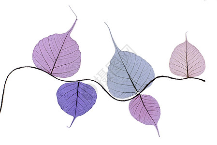 五颜六色的骨架叶花组合静脉叶子边界装饰植物群风格环境植物细胞树叶背景图片