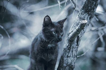 在树林里捕猎和跟踪 流浪黑猫盯着猎物看 坐在树枝上高清图片
