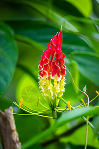 虎爪百合花是大自然中一朵美丽而独特的花 特写 郁郁葱葱的绿色背景 花的红黄组合引人注目背景