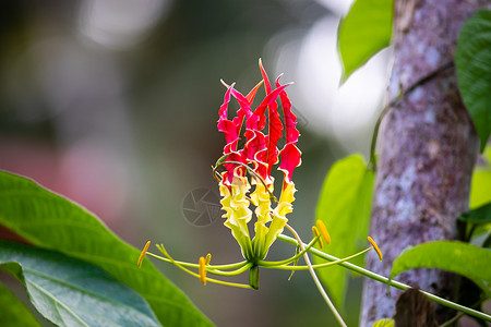 虎爪火焰百合花是一朵美丽而独特的花 在大自然中 红色和黄色组合背景