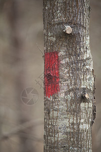标记美国红标记树森林环境木头生物学土地财产阴谋木材树叶生物背景