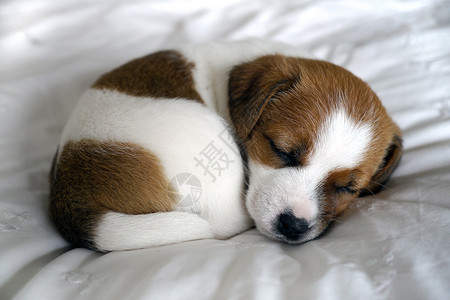 睡在床上的拉塞尔小狗背景图片