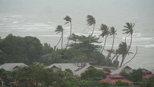 全龄化帕布台风 海洋海岸 泰国 自然灾害 眼墙飓风 强烈的极端气旋风摇曳着棕榈树 热带洪水雨季 强热带风暴天气 雷暴全球气旋风景灾难全背景