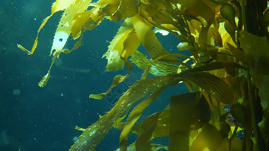光线穿过巨型海带森林 大囊藻 pyrifera 潜水 水族馆和海洋概念 水下特写摇曳的海藻叶 阳光穿透生机勃勃的异域海洋植物波浪背景图片