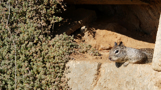 加利福尼亚地松鼠地面西方高清图片