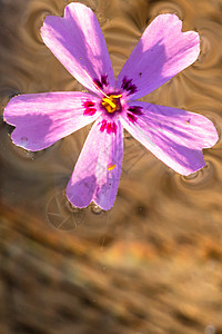 在水中分离的一朵浅紫色野花微距植物群植物学季节花瓣宏观植物蓝色美丽花园背景图片