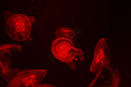 黑背景的美杜莎 红光突出显示美杜莎屏幕月亮海洋馆水族馆鱼缸流动蓝色项目生活生物背景图片