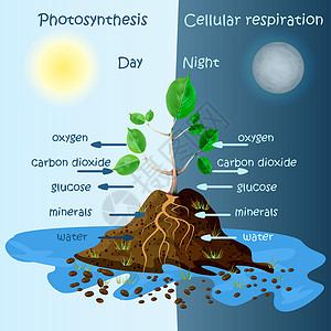 葡萄糖水植物光合作用示意图 光合作用解释科学葡萄糖竞赛图表夹子网状海报结构植物学教育生物学设计图片