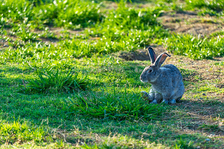 在草地上放牧的兔子哺乳动物宠物毛皮植被夫妻地球植物动物背景图片