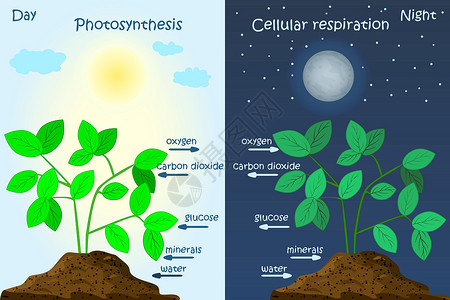 二氧化硫植物光合作用示意图 光合作用解释科学生物学图表教育矿物养分植物学太阳竞赛呼吸风景设计图片