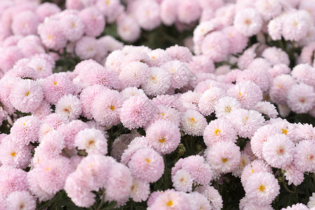 精细粉红菊花的植物背景绿化花园植被植物群花坛园林背景图片