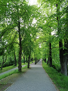格赖夫斯瓦尔德德国格里夫斯瓦尔德国家公园 Unesco花朵考古学场景叶子旅行地标游客街道旅游树叶背景