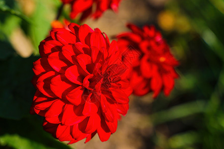 花园里有美丽的红色大丽花花朵背景图片