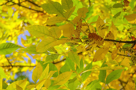 失去焦点 看到树枝有明亮的黄绿色叶子 秋天开始背景图片