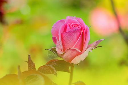 明亮的粉红色玫瑰在春天盛开 香味高清图片