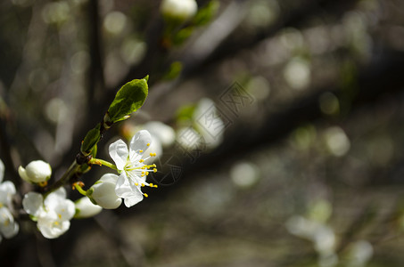 树发春芽美丽的白苹果或梨花 开花的苹果梨树 户外自然的清新春天背景 春天盛开的花朵的柔焦图像天空公园生长植物群季节植物晴天花园墙纸宏观背景