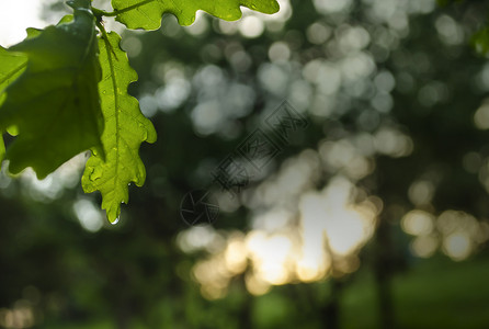 春雨过后的葡萄 有水滴的绿叶 绿叶上水滴的特写图片