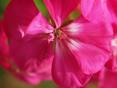 Geraniales粉红色花粉色植物花园植被花朵宏观背景图片