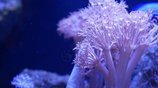 海购严选水族馆中的软珊瑚 在清澈湛蓝的海水中特写 Anthelia 和 Euphyllia 珊瑚 海洋水下生物 紫色自然背景 复制空间选背景